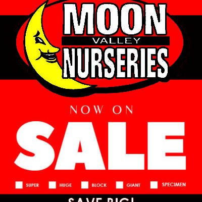 RED BLANK NoPlantingNoEquip