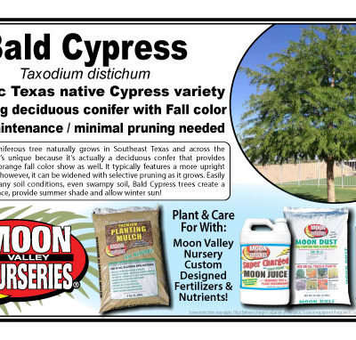 BALD CYPRESS