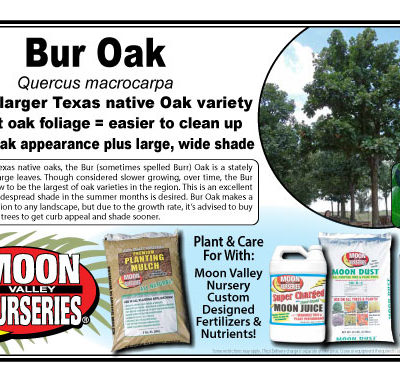 BUR OAK