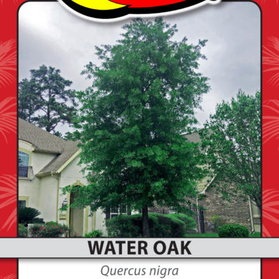 WATER OAK