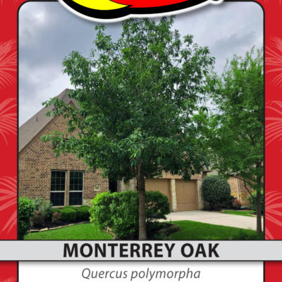 MONTERREY OAK