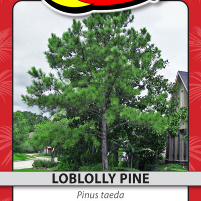 LOBLOLLY PINE