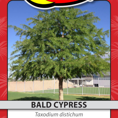 BALD CYPRESS