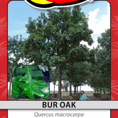 BUR OAK