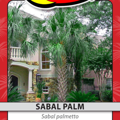 SABAL PALM