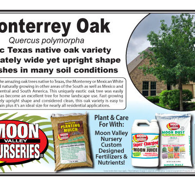 MONTERREY OAK