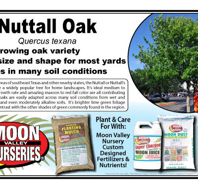 NUTTALL OAK