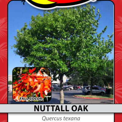 NUTTALL OAK