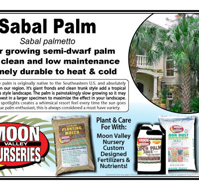 SABAL PALM