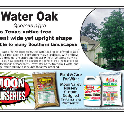 WATER OAK