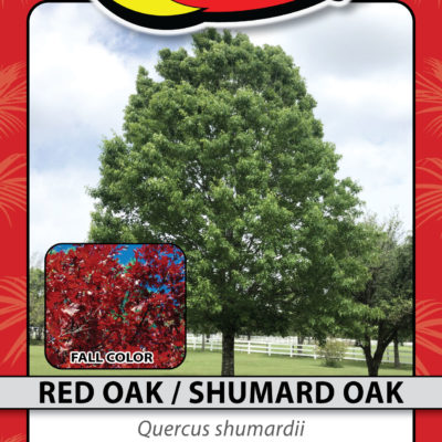 RED OAK / SHUMARD OAK