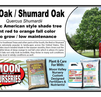 RED OAK / SHUMARD OAK