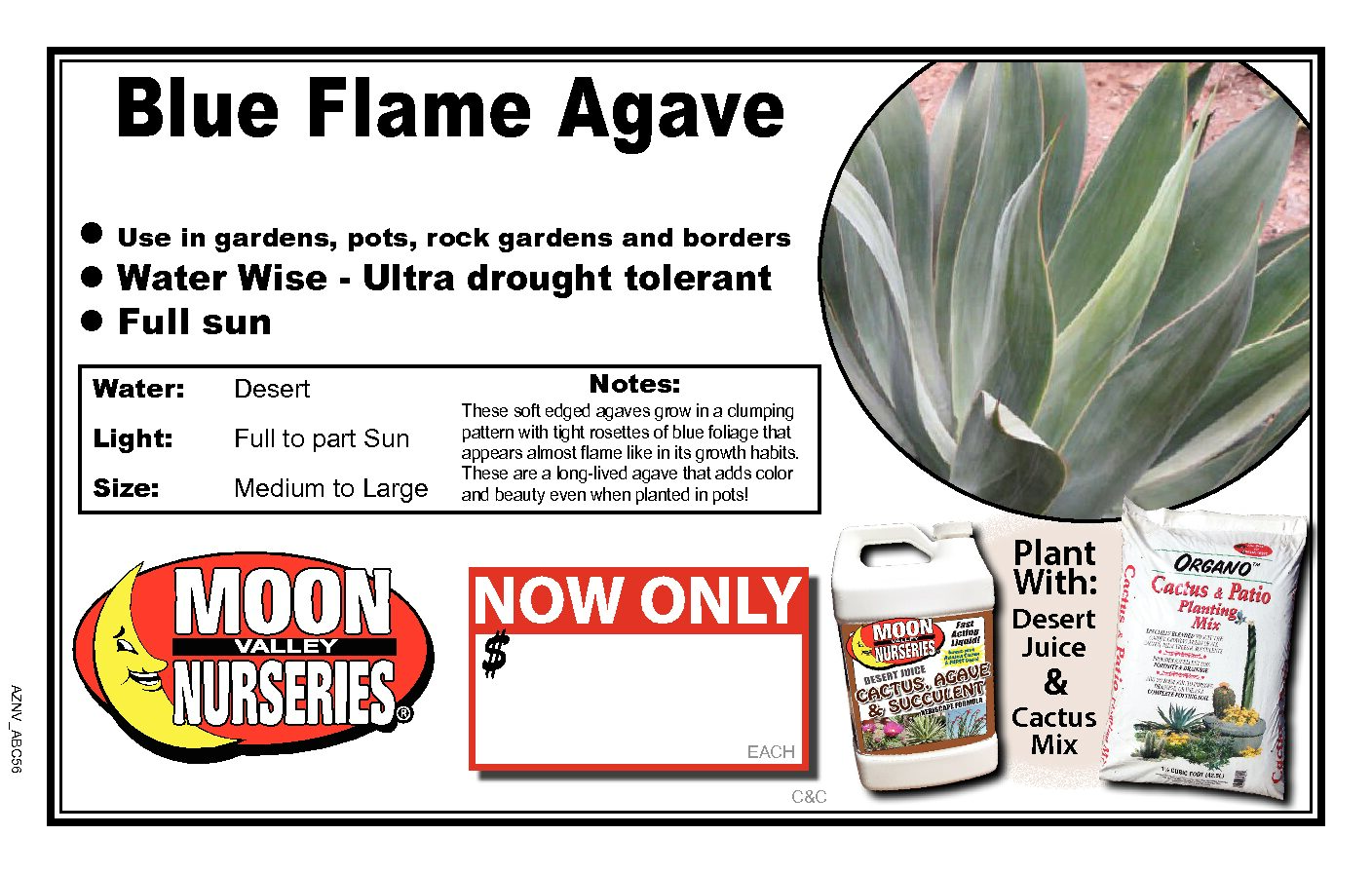 Blue Flame Agave