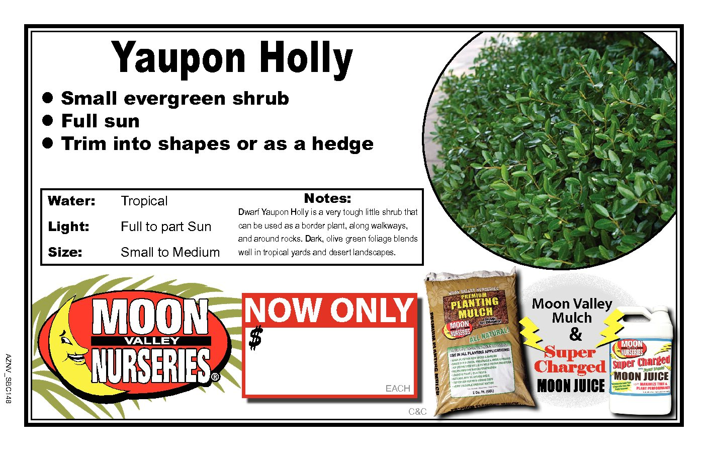 Yaupon Holly