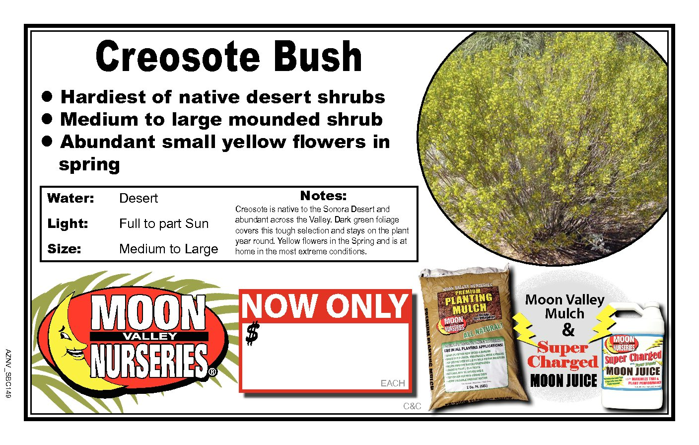 Creosote Bush