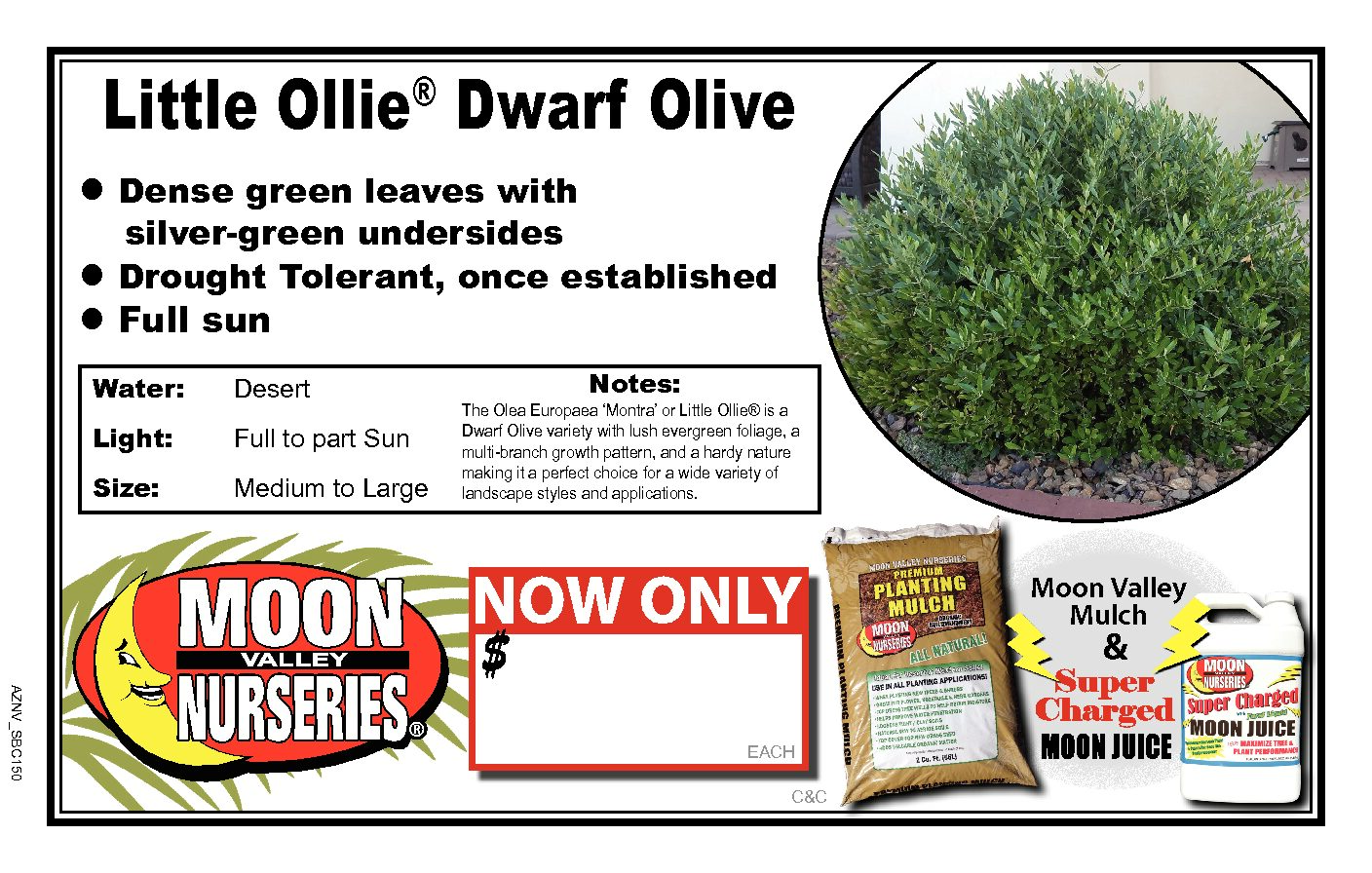 Little Ollie® Dwarf Olive
