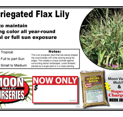 Variegated Flax Lily