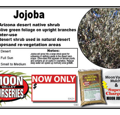 Jojoba