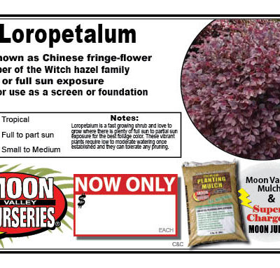Loropetalum