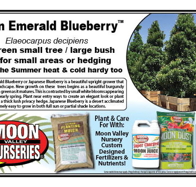 Green Emerald Blueberry