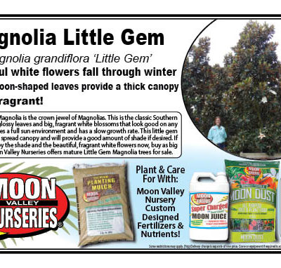 Magnolia Little Gem