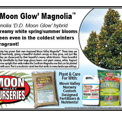 D.D. Moon Glow Magnolia