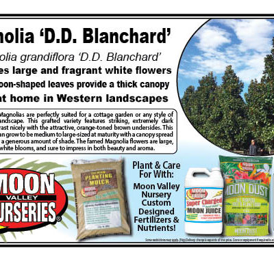 Magnolia D.D Blanchard