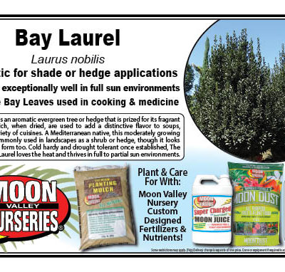 Bay Laurel
