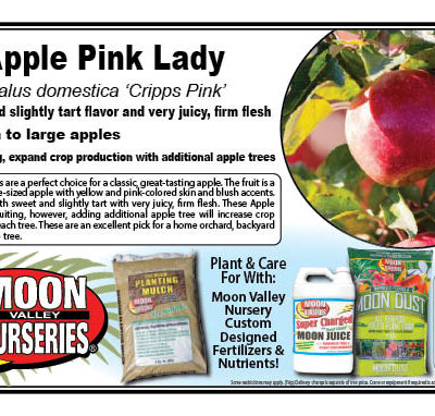 Apple Pink Lady