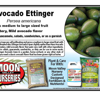 Avocado Ettinger