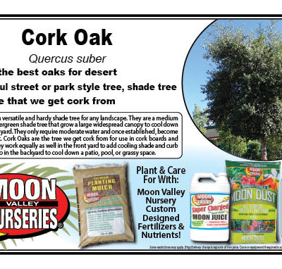 Cork Oak