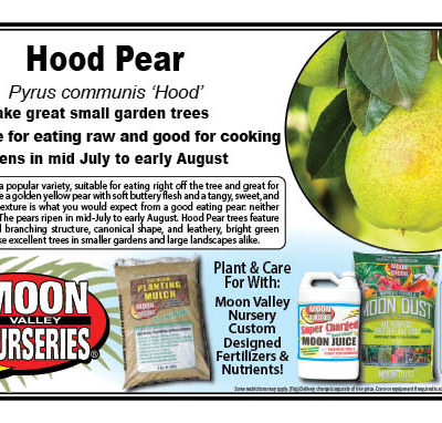 Hood Pear