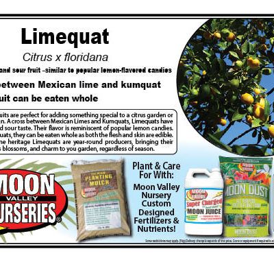 Limequat