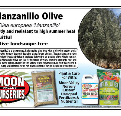 Manzanillo Olive
