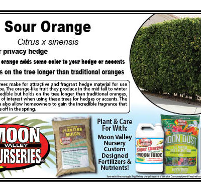 Sour Orange
