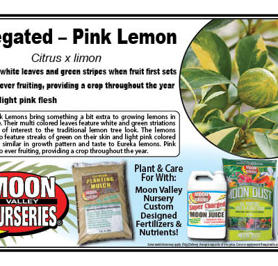 Variegated - Pink Lemon