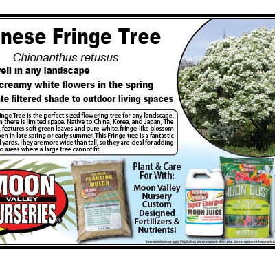 Chinese Fringe Tree