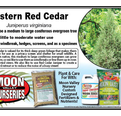Eastern Red Cedar