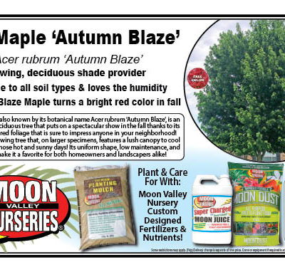 Red Maple 'Autumn Blaze'