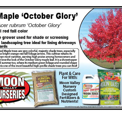 Red Maple 'October Glory'