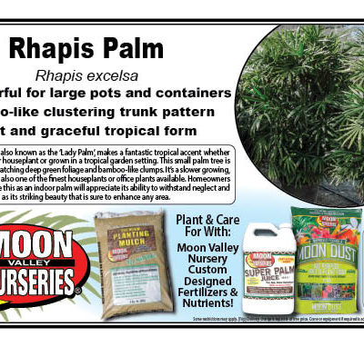 Rhapis Palm