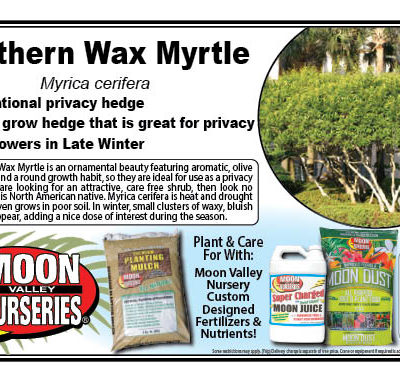 Southern Wax Myrtle