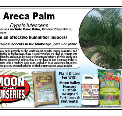 Areca Palm