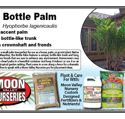 Bottle Palm