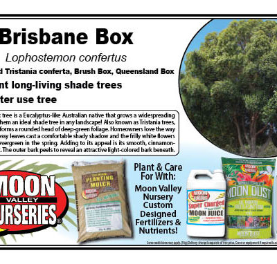 Brisbane Box