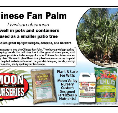 Chinese Fan Palm
