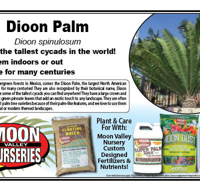 Dioon Palm