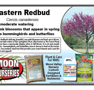 Eastern Redbud