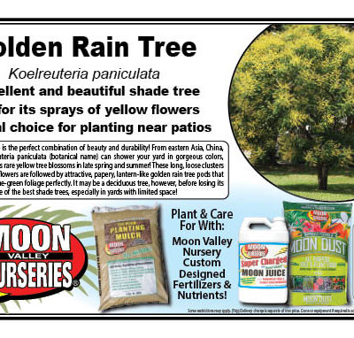 Golden Rain Tree