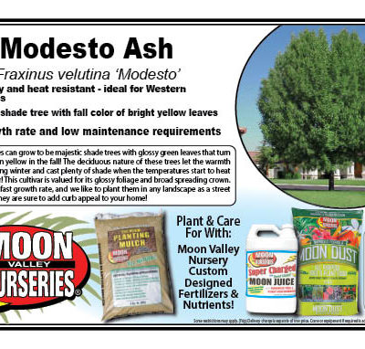 Modesto Ash